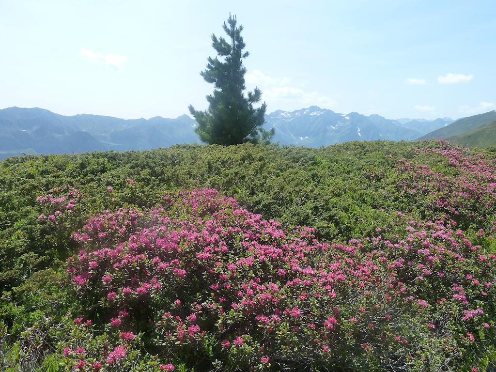 Ahrntal Appartement Wasserer חדר תמונה